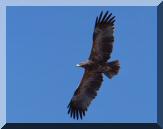 aigle_ravisseur.jpg