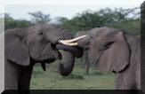 elephants.jpg