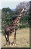 girafe.jpg