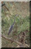 heron.jpg