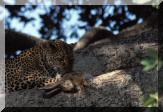 leopard_lievre.jpg