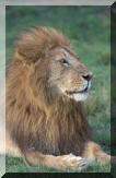 lion.jpg