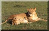 lionne.jpg