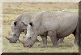 rhinoceros.jpg