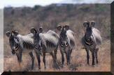 zebres_de_grevy.jpg