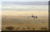 elk_rocky_mountain.jpg